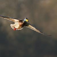 Mallard in flight 2 